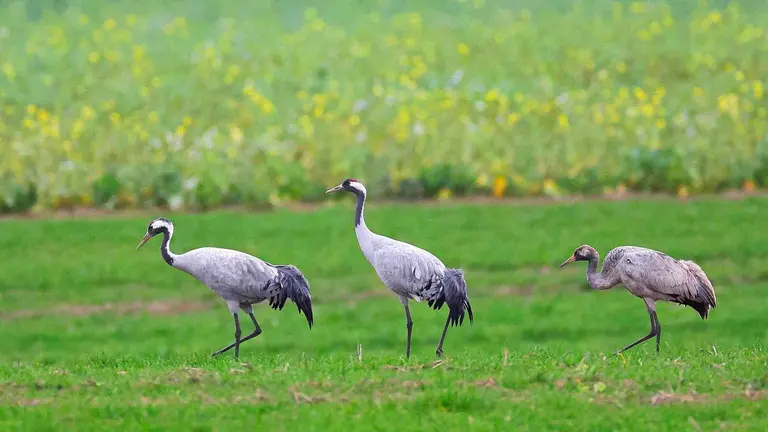 Varias grullas en un humedal. SHARKOLOT / PIXABAI