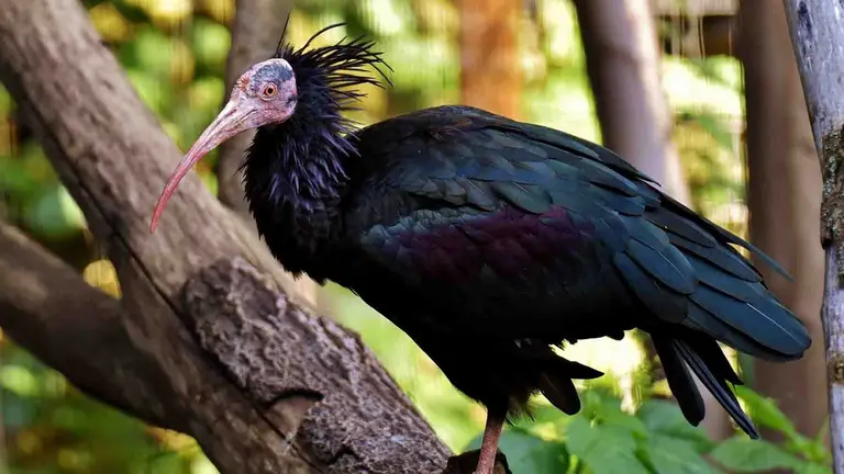 Avistado por primera vez en Navarra un ibis eremita. FOTO ARCHIVO