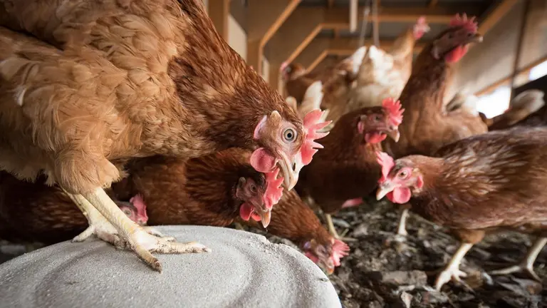 Imagen de archivo de unas gallinas. ARCHIVO