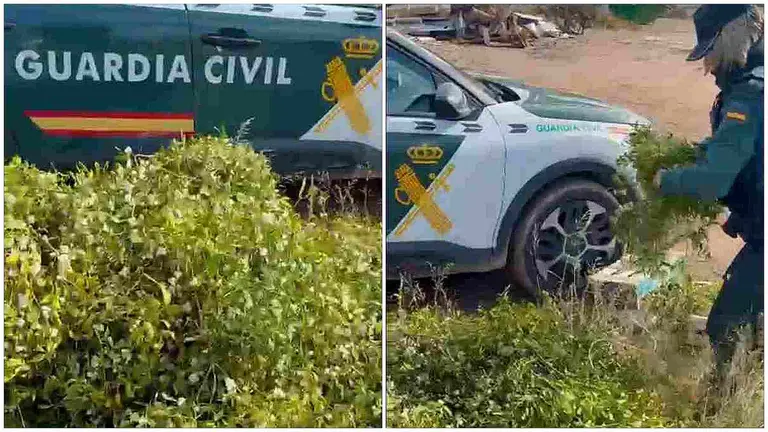 Los agentes localizaron una recolección a gran escala presuntamente destinada a fines comerciales en Barcelona. GUARDIA CIVIL