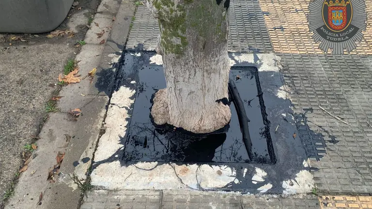 &Aacute;rbol da&ntilde;ado. CEDIDA