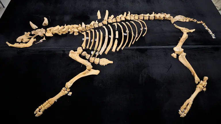 Presentaci&oacute;n de un bisonte de hace 4000 a&ntilde;os, nuevo hallazgo arqueol&oacute;gico en el Parque de Urbasa, en Navarra. PABLO LASAOSA