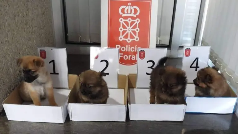 Aurelio, Almendra, Lolo y Princesa. POLIC&Iacute;A FORAL DE NAVARRA