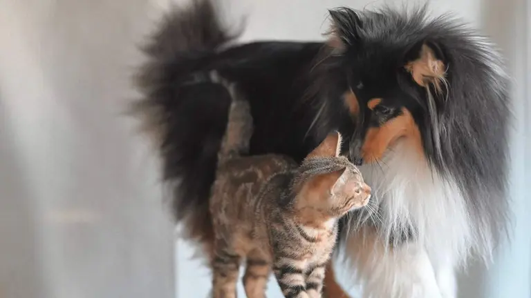 Un perro junto a un gato. PIXABAI