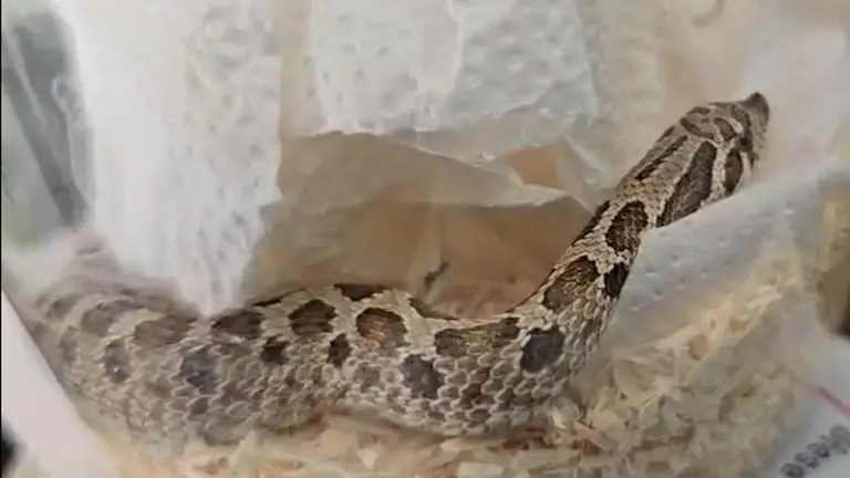 La serpiente aparecida en un paquete en Navarra. GUARDIA CIVIL