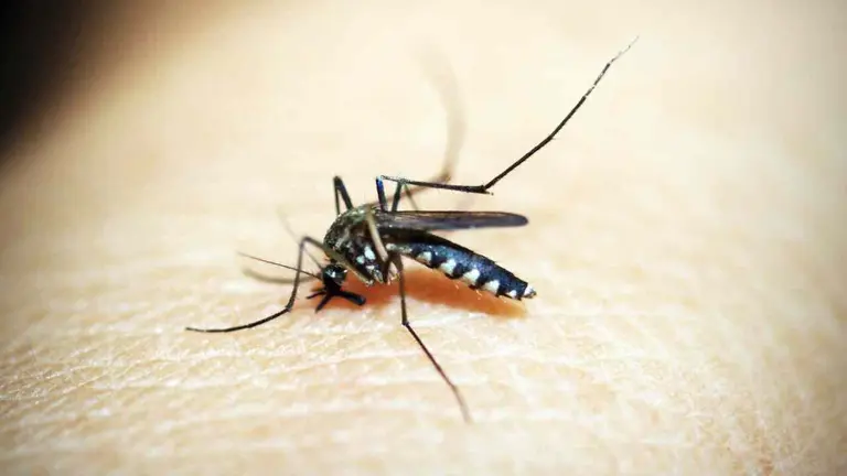 Un mosquito picando sobre la piel humana. FUNDACI&Oacute;N "LA CAIXA"