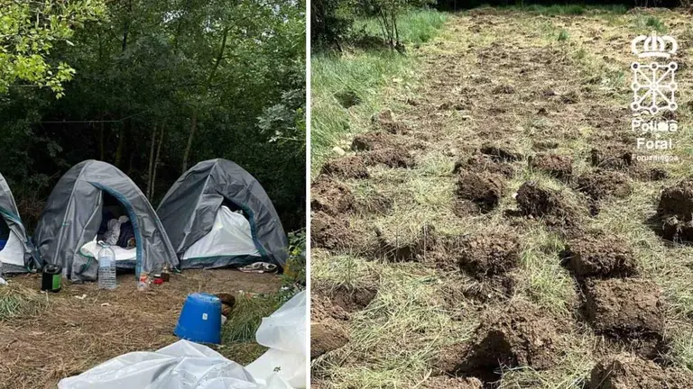 Imagen del cultivo de droga. POLIC&Iacute;A FORAL