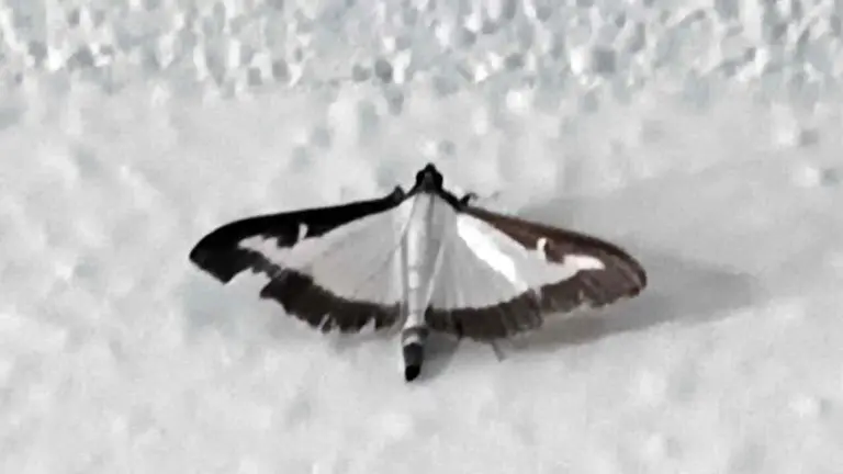 Polilla del Boj