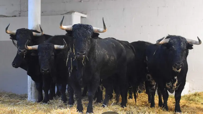 Novillada de Pincha para el 5 de julio de San Ferm&iacute;n 2026 en la plaza de toros de Pamplona.