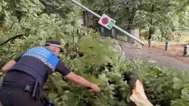 Captura del v&iacute;deo de Polic&iacute;a Municipal de Pamplona retirando un &aacute;rbol derribado por la tormenta.