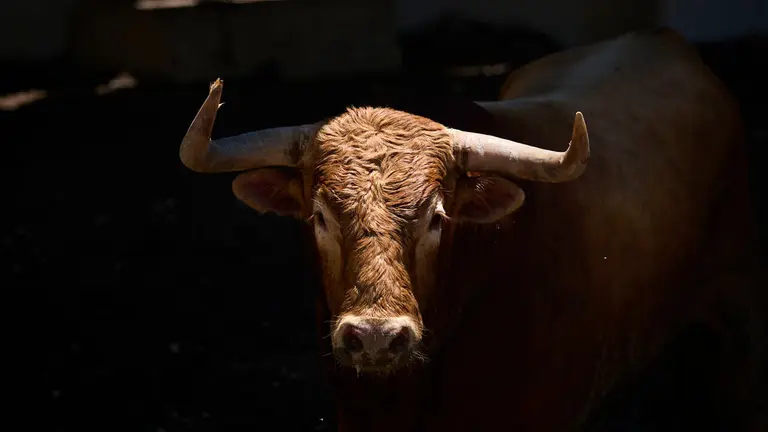 Toros de la ganader&iacute;a de La Palmosilla (12 de julio), en los Corrales del Gas de Pamplona para San Ferm&iacute;n 2026. PABLO LASAOSA