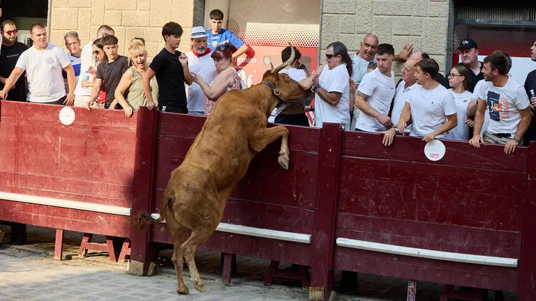 Vacas en Fiestas de Puente La Reina 2026. I&Ntilde;IGO ALZUGARAY