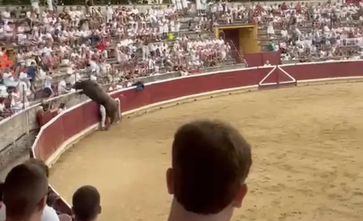 Un toro salta en Tafalla.