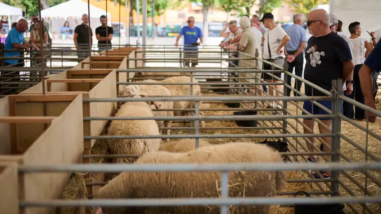 Feria ganadera &lsquo;Autentika&rsquo; en el Parque de la Runa de Pamplona. PABLO LASAOSA