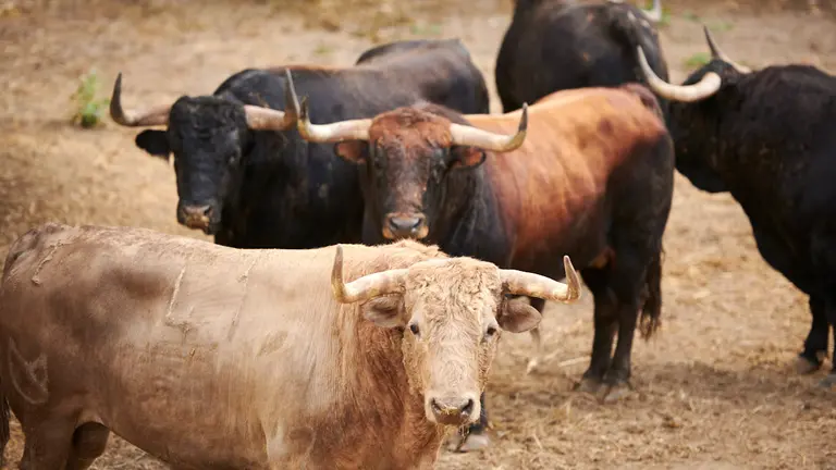 La ganadería Núñez del Cuvillo, la primera en desembacar en los corrales del Gas de Pamplona para San Fermín 2022. PABLO LASAOSA