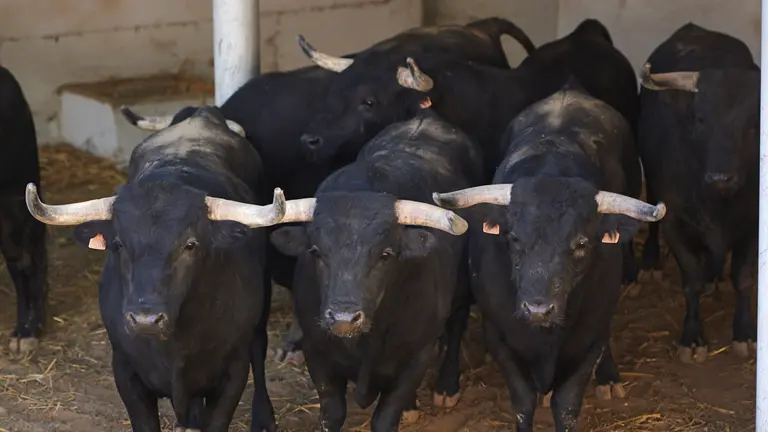 Toros para la corrida de rejones que serán lidiados el próximo 6 de julio durante las fiestas de San Fermín 2022. PABLO LASAOSA