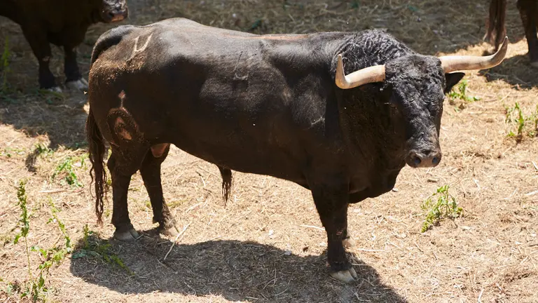 El toro ‘Cazador’ (nº4) de la ganadería de Fuente Ymbro (8 de julio) y de 510 kilos de peso en los corrales del Gas de Pamplona. PABLO LASAOSA