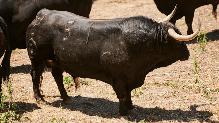 El toro ‘Zalagarda’ (nº51) de la ganadería de Fuente Ymbro (8 de julio) y de 565 kilos de peso en los corrales del Gas de Pamplona. PABLO LASAOSA