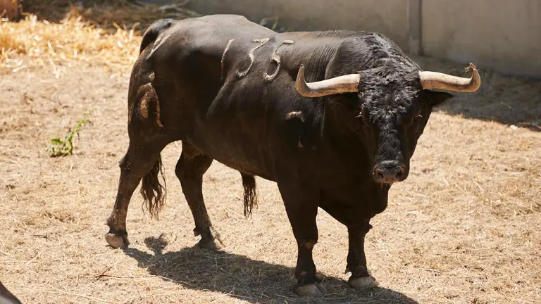 El toro ‘Enmudecido’ (nº135) de la ganadería de Fuente Ymbro (8 de julio) y de 585 kilos de peso en los corrales del Gas de Pamplona. PABLO LASAOSA
