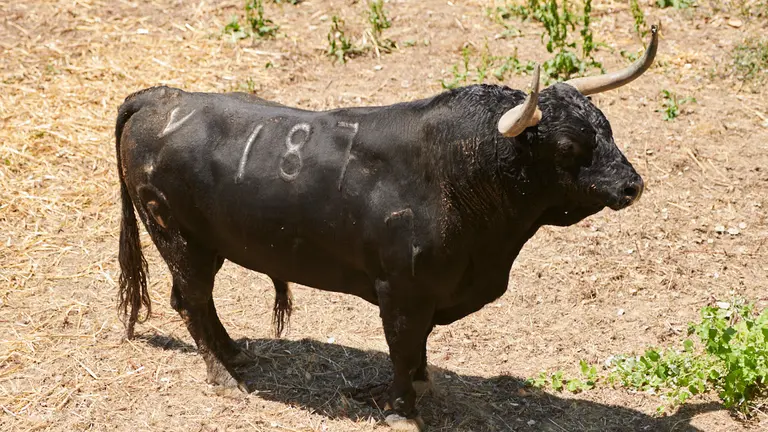 El toro ‘Guardés’ (nº187) de la ganadería de Fuente Ymbro (8 de julio) y de 500 kilos de peso en los corrales del Gas de Pamplona. PABLO LASAOSA
