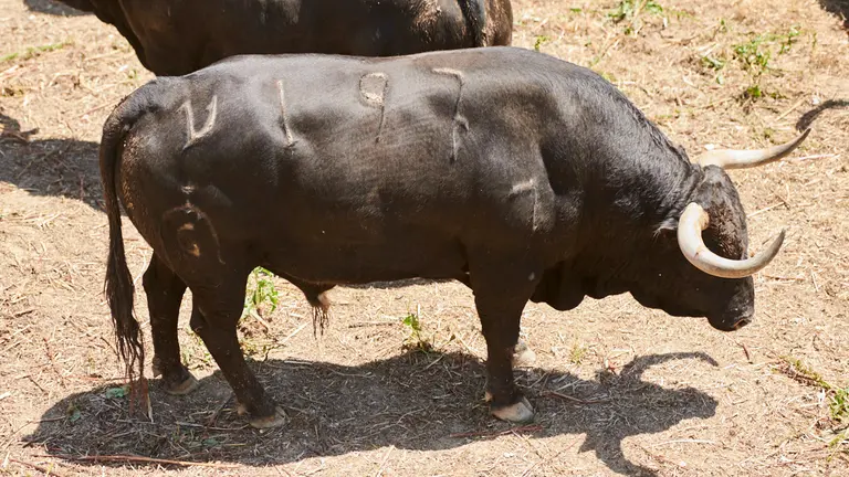 El toro ‘Imfortunado’ (nº197) de la ganadería de Fuente Ymbro (8 de julio) y de 520 kilos de peso en los corrales del Gas de Pamplona. PABLO LASAOSA