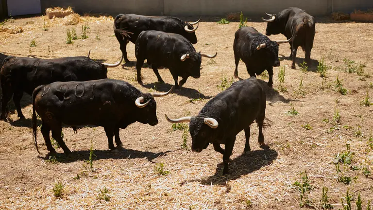 Toros de la ganadería de Fuente Ymbro, que serán lidiados el 8 de julio durante las fiestas de San Fermín 2022. PABLO LASAOSA