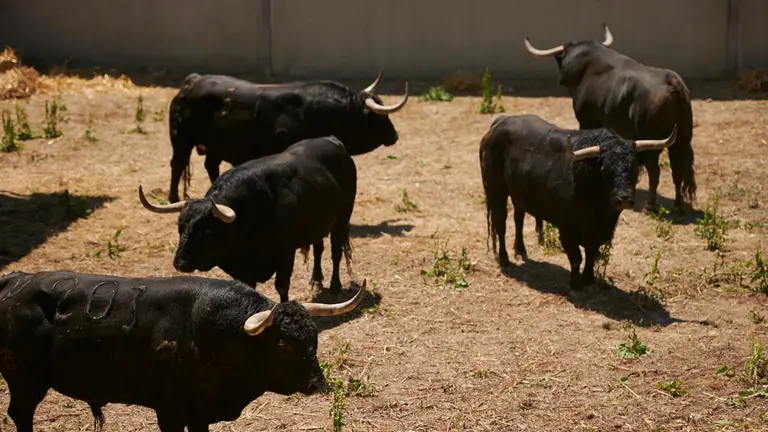 Toros de la ganadería de Fuente Ymbro, que serán lidiados el 8 de julio durante las fiestas de San Fermín 2022. PABLO LASAOSA