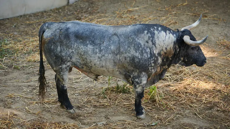 El toro ‘Cazador II’ (nº40) de la ganadería de José Escolar (9 de julio) y de 510 kilos de peso en los corrales del Gas de Pamplona. PABLO LASAOSA