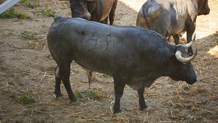 El toro ‘Posadero’ (nº49) de la ganadería de José Escolar (9 de julio) y de 540 kilos de peso en los corrales del Gas de Pamplona. PABLO LASAOSA