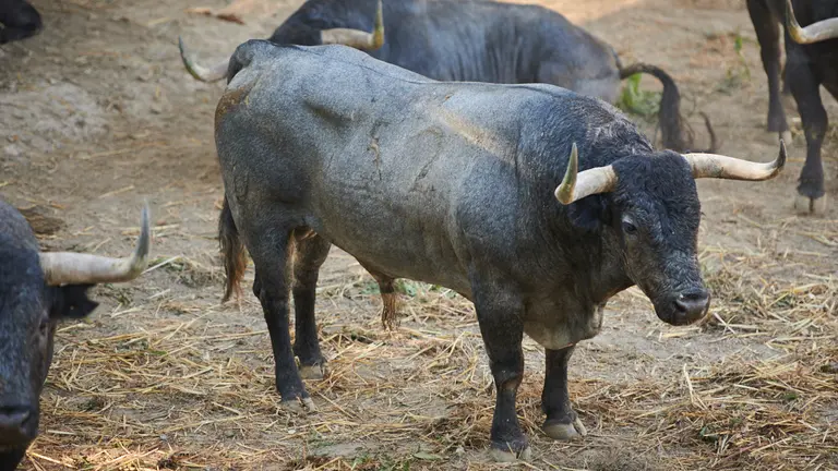 El toro ‘Chismoso’ (nº52) de la ganadería de José Escolar (9 de julio) y de 530 kilos de peso en los corrales del Gas de Pamplona. PABLO LASAOSA