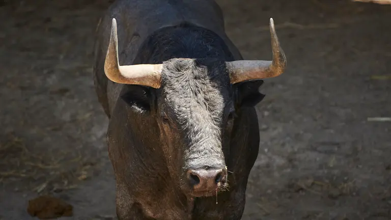 El toro ‘Cartelero’ (nº59) de la ganadería de José Escolar (9 de julio) y de 575 kilos de peso en los corrales del Gas de Pamplona. PABLO LASAOSA