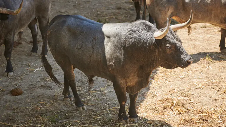 El toro ‘Cartelero’ (nº59) de la ganadería de José Escolar (9 de julio) y de 575 kilos de peso en los corrales del Gas de Pamplona. PABLO LASAOSA