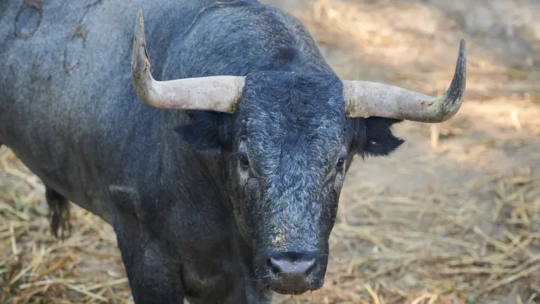 El toro ‘Horquiñano I’ (nº66) de la ganadería de José Escolar (9 de julio) y de 500 kilos de peso en los corrales del Gas de Pamplona. PABLO LASAOSA