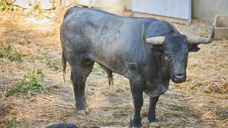 El toro ‘Horquiñano I’ (nº66) de la ganadería de José Escolar (9 de julio) y de 500 kilos de peso en los corrales del Gas de Pamplona. PABLO LASAOSA