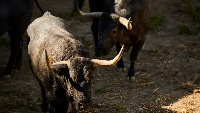 Toros de la ganadería de José Escolar, que serán lidiados el 9 de julio durante las fiestas de San Fermín 2022. PABLO LASAOSA