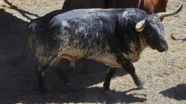 El toro ‘Sombrerito’ (nº7) de la ganadería de La Palmosilla (10 de julio) y de 530 kilos de peso en los corrales del Gas de Pamplona.