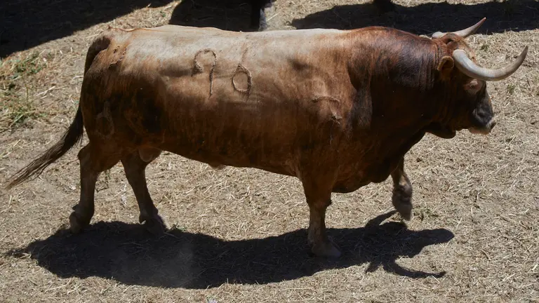 El toro ‘Banquete’ (nº96) de la ganadería de La Palmosilla (10 de julio) y de 515 kilos de peso en los corrales del Gas de Pamplona.