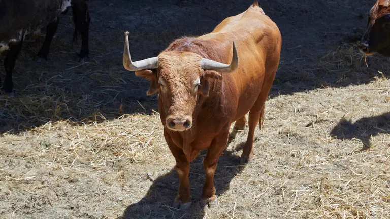 El toro ‘Arquero’ (nº9) de la ganadería de Hros. de José Cebada Gago (11 de julio) y de 535 kilos de peso en los corrales del Gas de Pamplona.