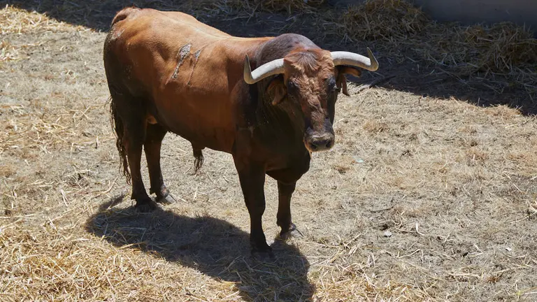 El toro ‘Cepillito’ (nº21) de la ganadería de Hros. de José Cebada Gago (11 de julio) y de 485 kilos de peso en los corrales del Gas de Pamplona.