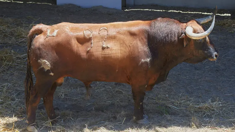 El toro ‘Marismeño’ (nº92) de la ganadería de Hros. de José Cebada Gago (11 de julio) y de 520 kilos de peso en los corrales del Gas de Pamplona.