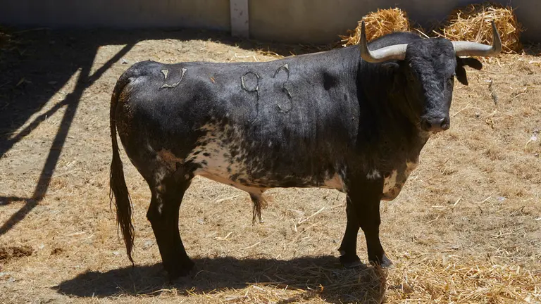 El toro ‘Hábil’ (nº93) de la ganadería de Hros. de José Cebada Gago (11 de julio) y de 535 kilos de peso en los corrales del Gas de Pamplona.