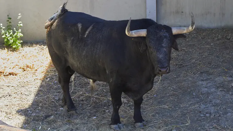 El toro ‘Peluquín’ (nº98) de la ganadería de Hros. de José Cebada Gago (11 de julio) y de 525 kilos de peso en los corrales del Gas de Pamplona.
