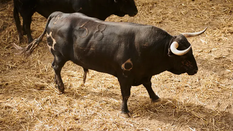 El toro 'Tapabocas' (nº68) de la ganadería de Jandilla (12 de julio) y de 520 kilos de peso en los corrales del Gas de Pamplona. PABLO LASAOSA