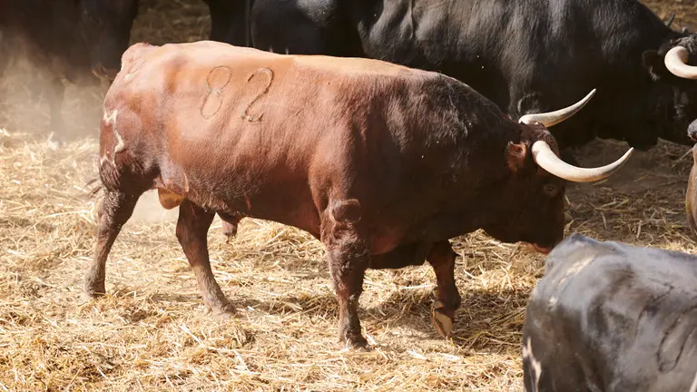 El toro 'Tonadillero' (nº82) de la ganadería de Jandilla (12 de julio) y de 530 kilos de peso en los corrales del Gas de Pamplona. PABLO LASAOSA