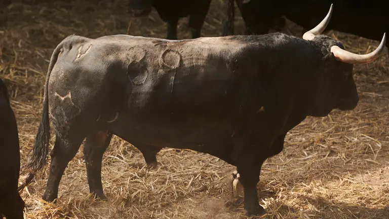 El toro 'Tabarro' (nº89) de la ganadería de Jandilla (12 de julio) y de 505 kilos de peso en los corrales del Gas de Pamplona. PABLO LASAOSA