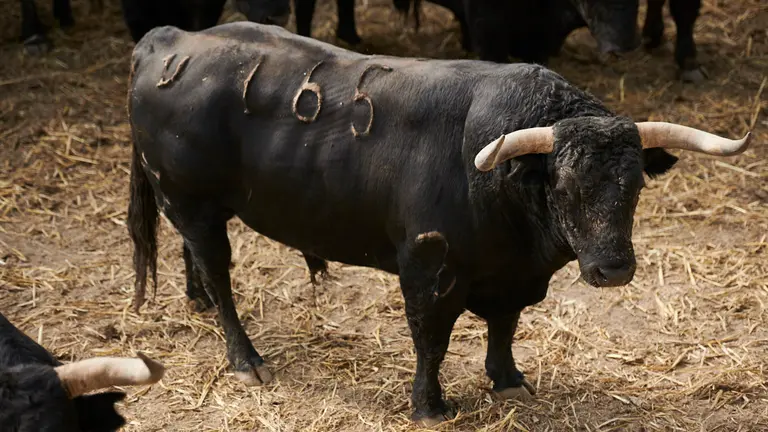 El toro 'Infante' (nº165) de la ganadería de Jandilla (12 de julio) y de 540 kilos de peso en los corrales del Gas de Pamplona. PABLO LASAOSA
