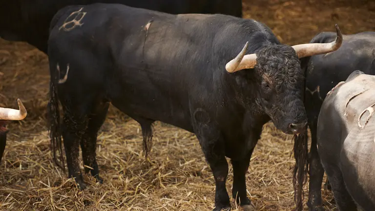 El toro 'Selvalimpia' (nº1) de la ganadería de Jandilla (12 de julio) y de 560 kilos de peso en los corrales del Gas de Pamplona. PABLO LASAOSA