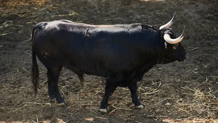 El toro 'Bocinero' (nº6) de la ganadería de Victoriano del Río y de 505 kilos de peso en los corrales del Gas de Pamplona. PABLO LASAOSA