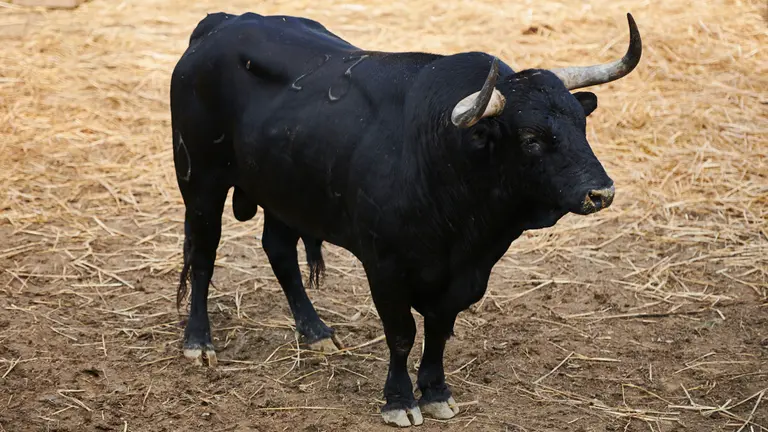 El toro 'Jaceno' (nº23) de la ganadería de Victoriano del Río y de 570 kilos de peso en los corrales del Gas de Pamplona. PABLO LASAOSA