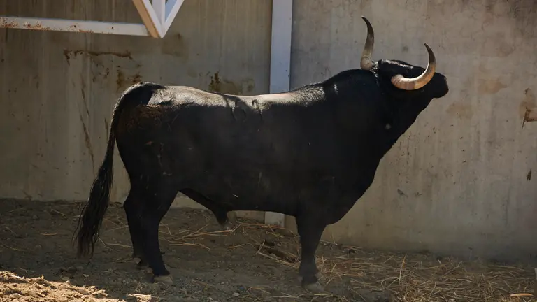 El toro 'Dulce' (nº61) de la ganadería de Victoriano del Río y de 560 kilos de peso en los corrales del Gas de Pamplona. PABLO LASAOSA